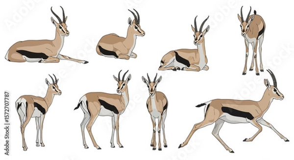 Fototapeta Mongolian gazelles in different poses and actions, concept of animals in different poses  