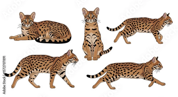 Fototapeta Rusty-spotted cat in various poses showcasing distinct features  