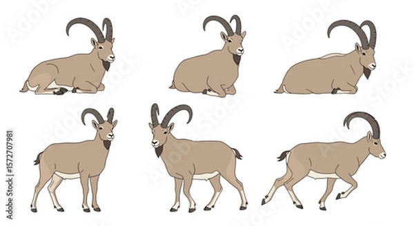 Fototapeta Siberian Ibex in different poses on a white background  