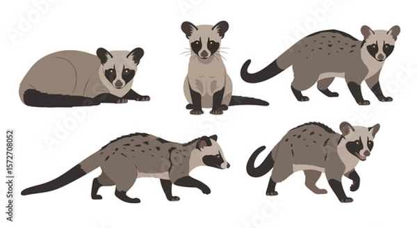 Fototapeta Small Indian Civet in different poses and expressions  