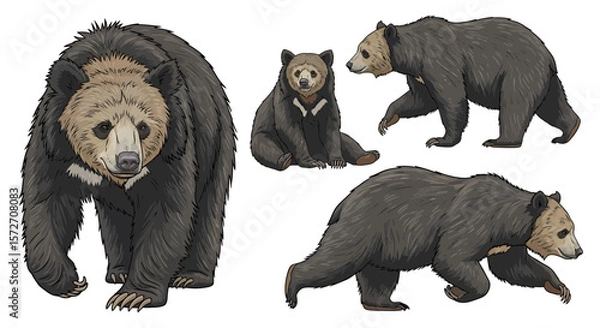 Fototapeta Sloth bear in different poses showcasing detailed features  