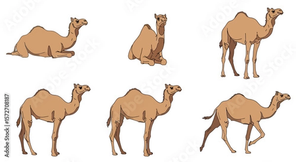 Fototapeta Wild dromedary camels in different poses and positions  