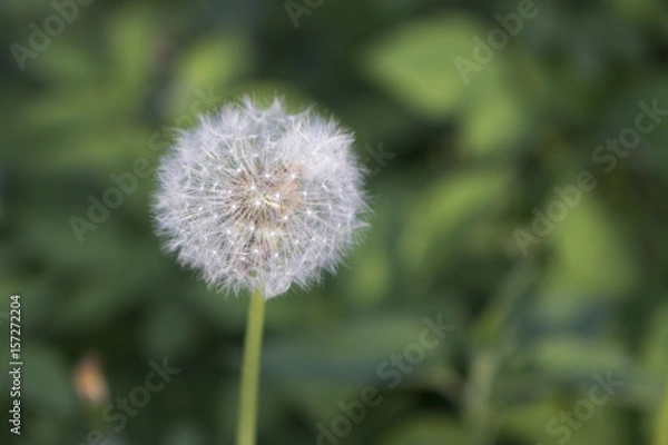 Obraz ripe dandelion
