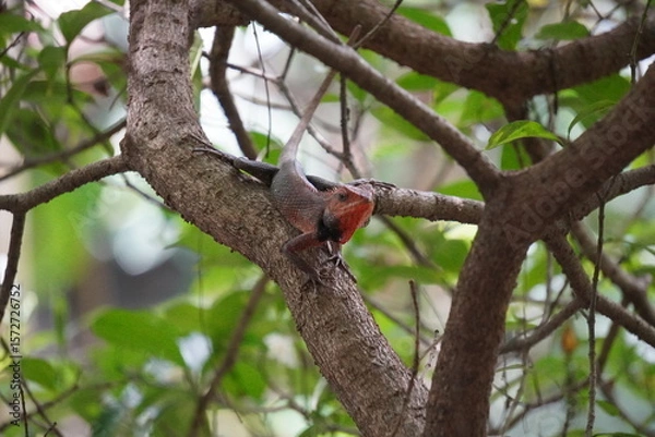 Fototapeta Oriental Garden Lizard also known Calotes versicolor resting on tree branch