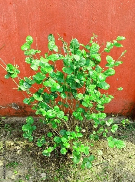 Obraz "Beli Flower Plant with Green Leaves in Natural Garden – Jasmine Buds and Leaves Closeup in Daylight"