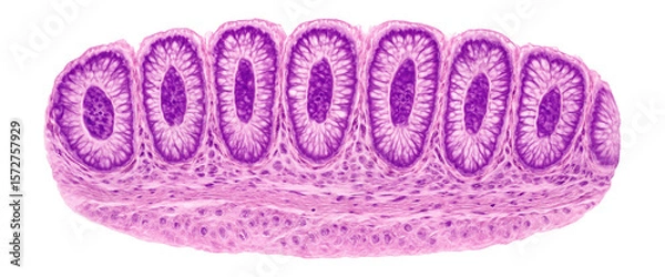 Fototapeta Hematoxylin-eosin stained colon tissue section with distinct goblet cells and epithelial lining