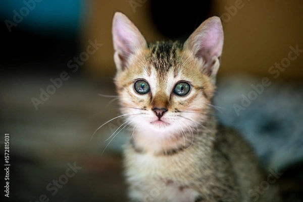 Obraz Dreamy-eyed kitten in front of cardboard shelter, hoping for a new home