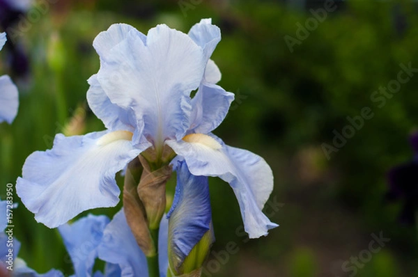 Obraz Beautiful blue iris flower on background blur.