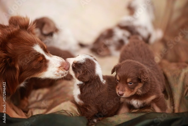 Obraz Mother dog and her puppies are laying on a blanket
