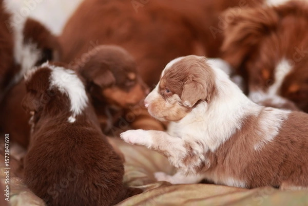 Obraz Group of puppies are playing together, with one of them standing up