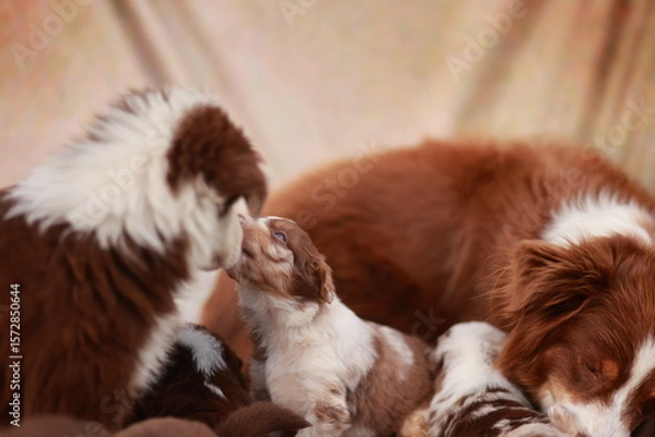 Obraz Group of puppies are laying down and one of them is licking another