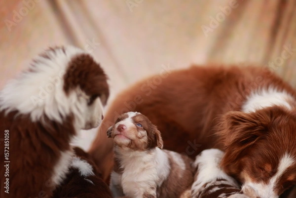 Obraz Group of puppies are laying down and one of them is looking up at the camera