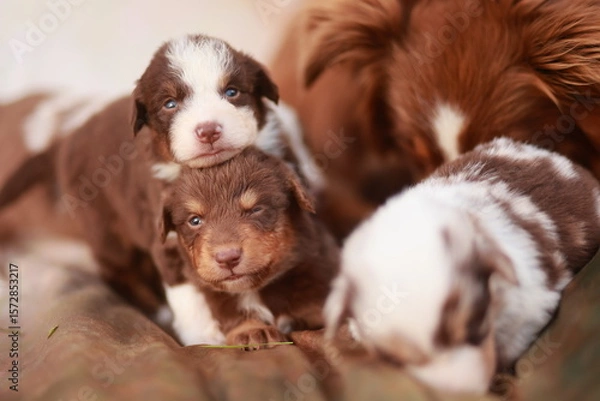 Obraz Group of puppies are laying on a bed