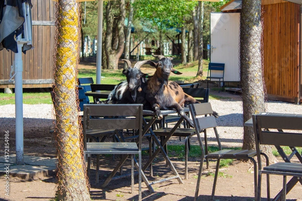 Fototapeta Two black goats climbed onto a table in a roadside cafe. Free-roaming animals on a farm visited the cafe.