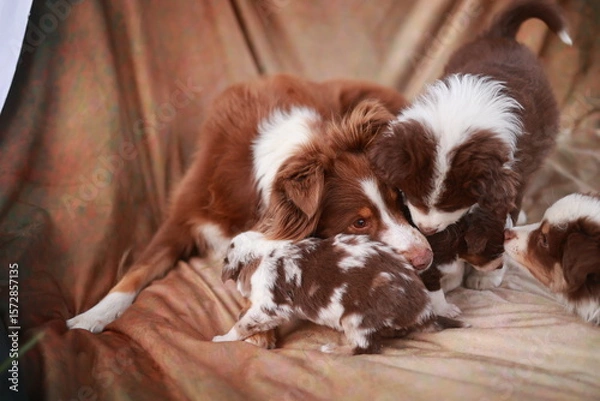 Obraz Three puppies are playing on a couch