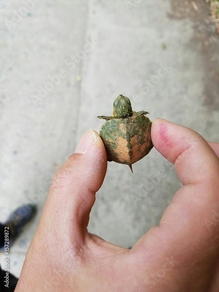 Obraz 손에 잡힌 붉은귀거북이