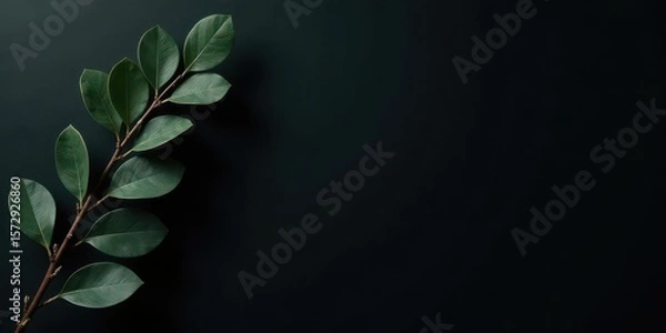Fototapeta Dark Green Leaves Branch on Black Background, Simple Nature Photography, Minimalist Design Element for Websites, Blogs, and Social Media