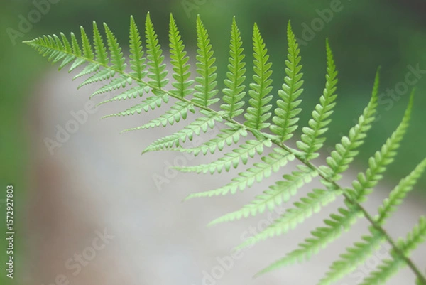 Fototapeta Fern leaf macro with green foliage, botanical texture of natural forest plant.