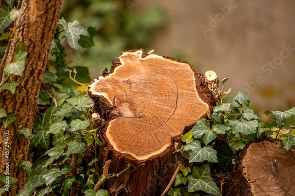 Fototapeta Baumstumpfgesicht