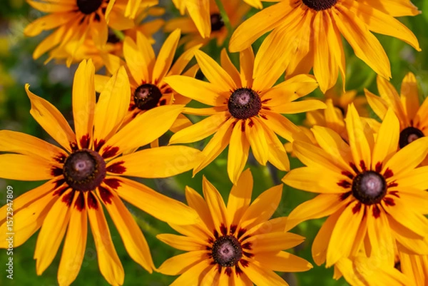 Obraz Vibrant yellow Black-eyed Susan flowers in full bloom with rich brown centers. A cheerful and colorful summer floral background symbolizing vitality, warmth, and joy