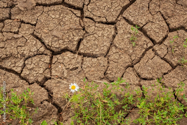 Obraz A single daisy blooming beside parched, cracked soil. A powerful symbol of resilience, hope, and life enduring amid drought and climate change