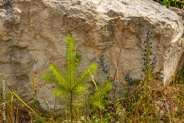 Obraz A young pine tree and wildflowers growing at the base of a large limestone rock. A quiet natural scene of resilience, growth, and botanical diversity in a rocky habitat