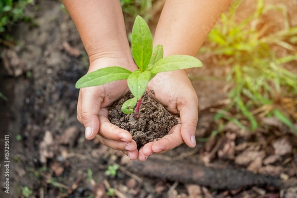 Fototapeta Hands clutching clay and seedlings with soft focus.
