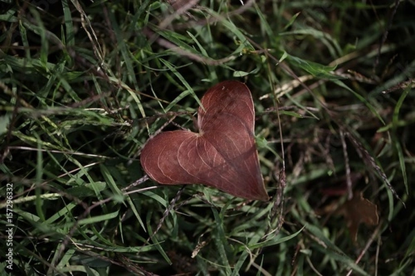Obraz Feuille en coeur