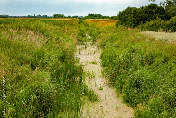 Obraz Overgrown summer ditch with dense grasses and algae-covered water in a rural landscape. A vibrant wetland habitat full of natural textures and ecological richness