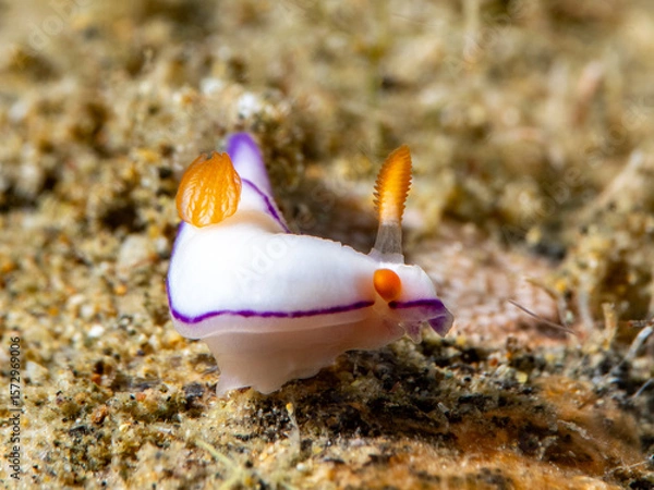 Obraz Nudibranch (Thorunna daniellae)