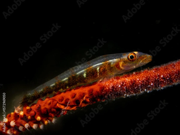 Obraz Wire Coral Goby (Bryaninops yongei)