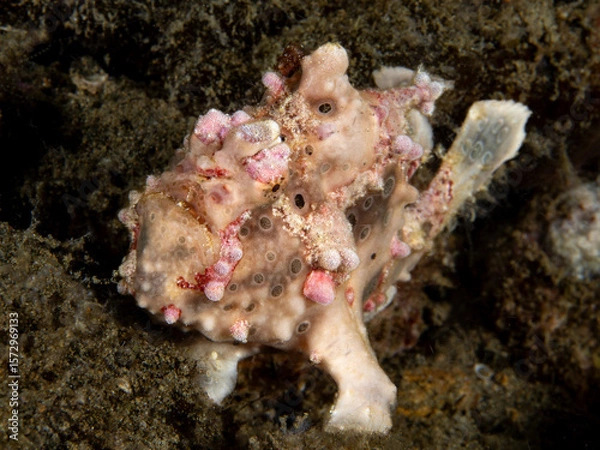Obraz Warty frogfish (Antennarius maculatus)