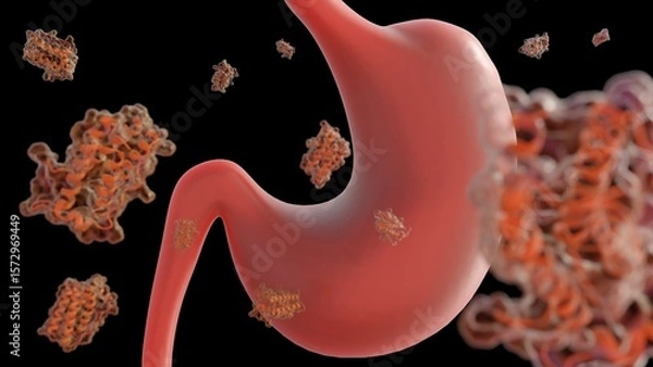 Fototapeta A 3d rendering of scattered leptin molecules and human stomach. The stomach is releasing hormones like leptin sends signals to brain, then influences your eating habits.