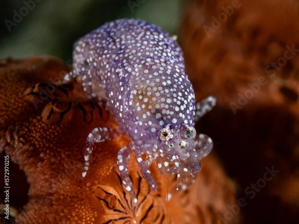 Obraz Tunicate Shrimp (Periclimenaeus sp.)
