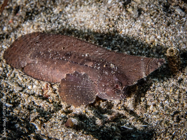 Obraz Spiny Waspfish (Ablabys macracanthus)