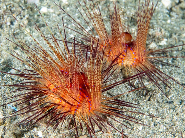 Obraz Fire urchin (Astropyga radiata)