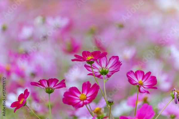 Fototapeta 秋に咲く濃いピンクのコスモスのクローズアップ