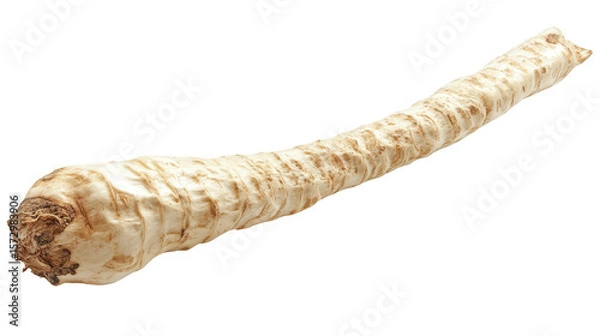 Obraz Horseradish root whole background isolated on a Transparent background, PNG file.