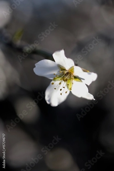 Obraz fleur d'amandier