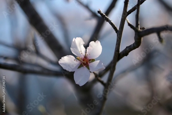 Obraz fleur d'amandier