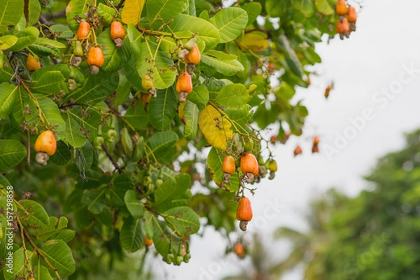 Obraz Cashew nut tree in a garden in evening lights