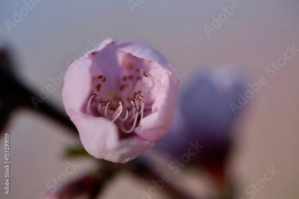 Obraz fleur de pêcher