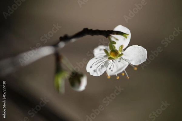 Obraz fleur d'amandier