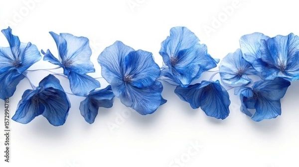 Fototapeta Delicate blue petals arranged on white background, soft floral minimal composition