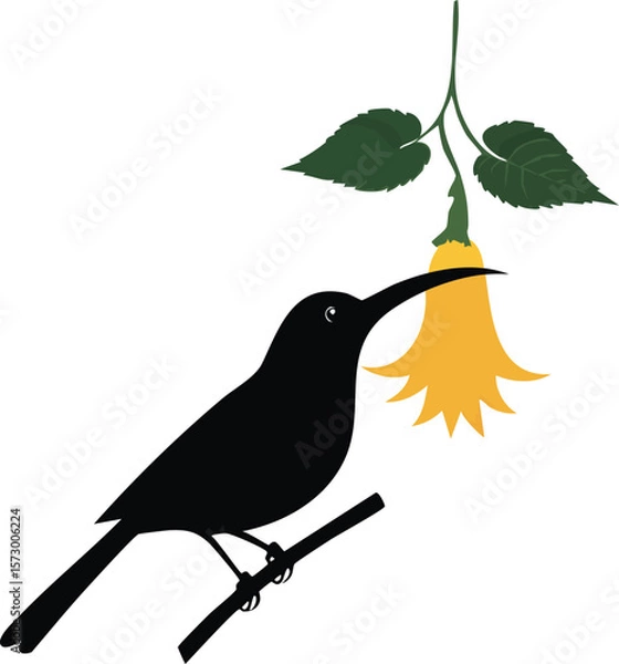 Fototapeta Elegant Birds Silhouette Vector EPS Sunbird Nectar Silhouette, Hanging Flower Design, Vector Illustration for Nature Projects