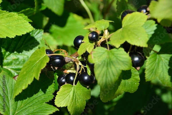 Obraz Black Currant Branch with Ripe Berries and Green Leaves with a sunlight