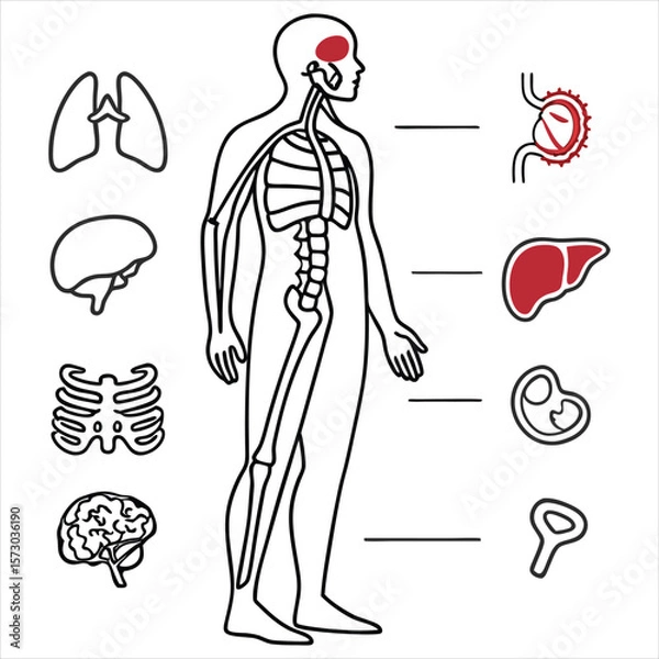 Fototapeta medical-organs-line-icon-set--vector-pictograms-of