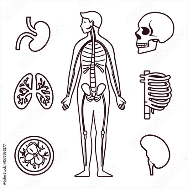 Fototapeta medical-organs-line-icon-set--vector-pictograms-of
