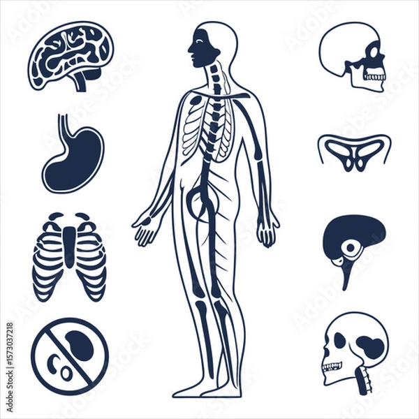 Fototapeta medical-organs-line-icon-set--vector-pictograms-of