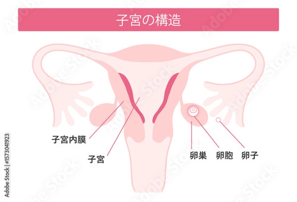 Obraz 子宮の構造